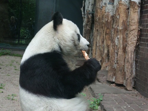 Chinese giant panda casual eating bamboo Stock Photo 02