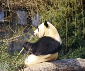 Chinese giant panda casual eating bamboo Stock Photo 03