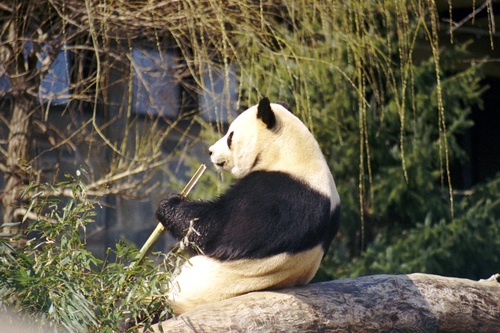 Chinese giant panda casual eating bamboo Stock Photo 03