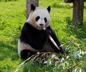 Chinese giant panda casual eating bamboo Stock Photo 04