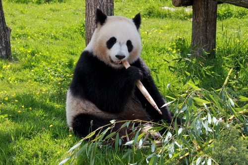 Chinese giant panda casual eating bamboo Stock Photo 04