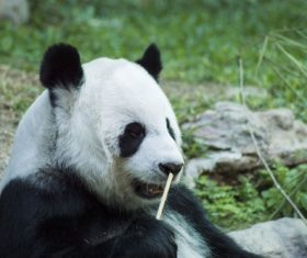 Chinese giant panda casual eating bamboo Stock Photo 05