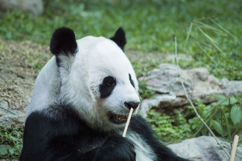 Chinese giant panda casual eating bamboo Stock Photo 05