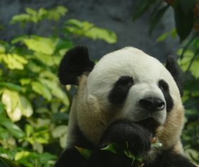 Chinese giant panda casual eating bamboo Stock Photo 06