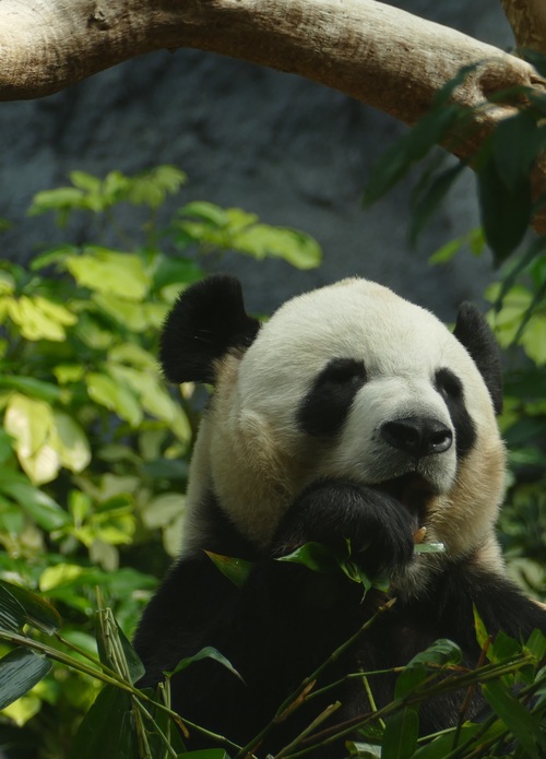 Chinese giant panda casual eating bamboo Stock Photo 06