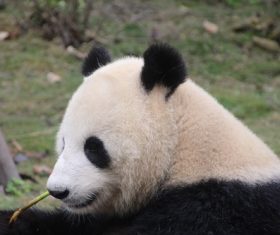 Chinese giant panda casual eating bamboo Stock Photo 07