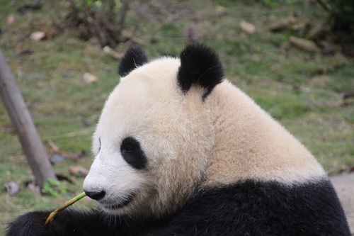 Chinese giant panda casual eating bamboo Stock Photo 07