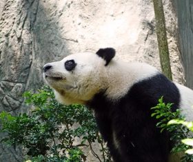 Chinese giant panda leisure walk Stock Photo 01