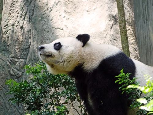 Chinese giant panda leisure walk Stock Photo 01