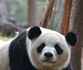 Chinese giant panda leisure walk Stock Photo 02