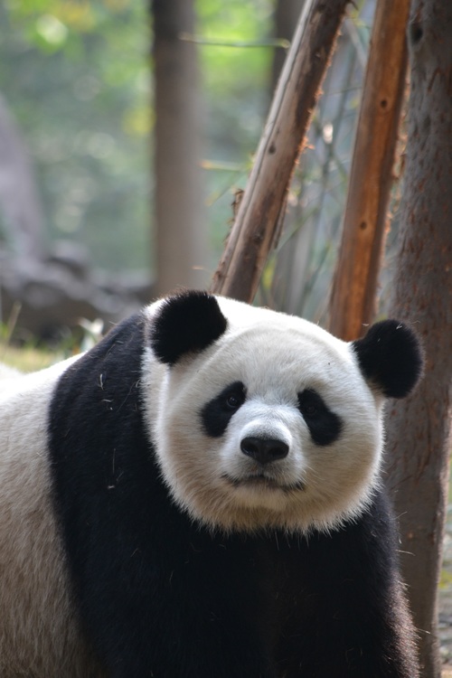 Chinese giant panda leisure walk Stock Photo 02