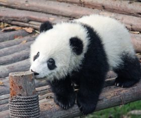 Chinese giant panda leisure walk Stock Photo 03