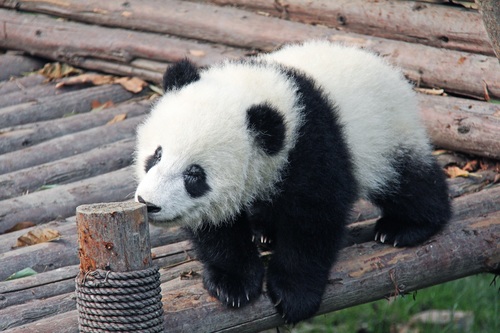 Chinese giant panda leisure walk Stock Photo 03