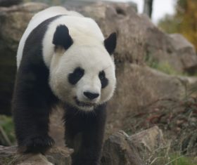 Chinese giant panda leisure walk Stock Photo 04