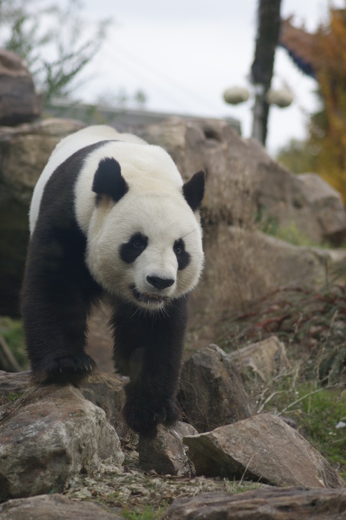 Chinese giant panda leisure walk Stock Photo 04