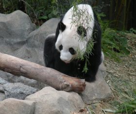 Chinese giant panda leisure walk Stock Photo 05