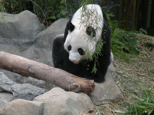 Chinese giant panda leisure walk Stock Photo 05