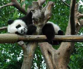 Chinese giant panda playing on the trunk Stock Photo