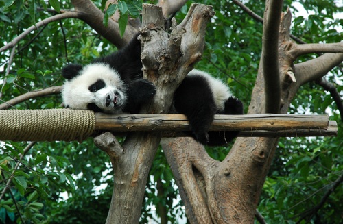 Chinese giant panda playing on the trunk Stock Photo