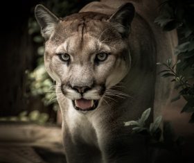 Cougar close-up Stock Photo