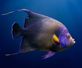 Different varieties of tropical fish Stock Photo 02