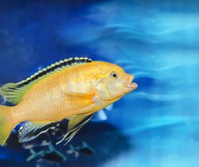 Different varieties of tropical fish Stock Photo 03