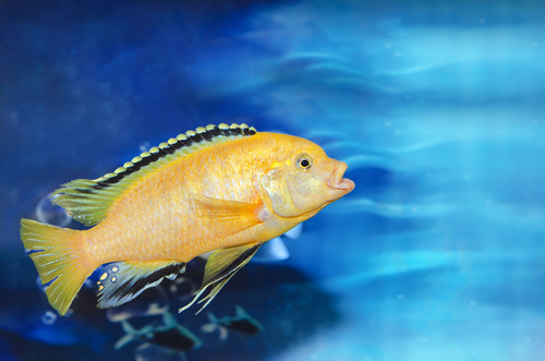 Different varieties of tropical fish Stock Photo 03