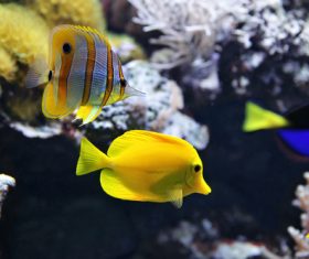 Different varieties of tropical fish Stock Photo 06