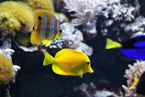 Different varieties of tropical fish Stock Photo 06