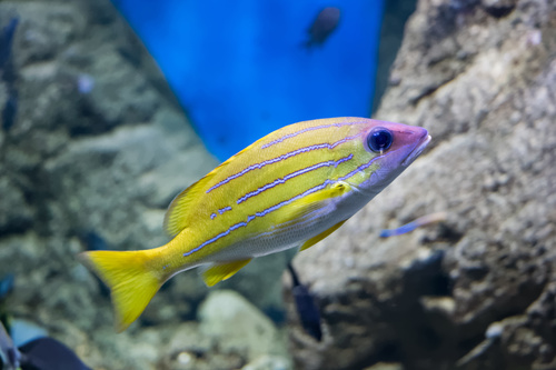 Different varieties of tropical fish Stock Photo 07