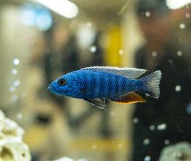 Different varieties of tropical fish Stock Photo 08