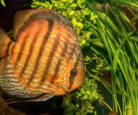 Different varieties of tropical fish Stock Photo 09