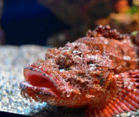 Different varieties of tropical fish Stock Photo 11