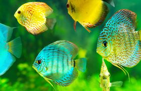 Different varieties of tropical fish Stock Photo 12