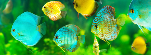 Different varieties of tropical fish Stock Photo 12