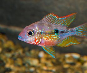 Different varieties of tropical fish Stock Photo 14
