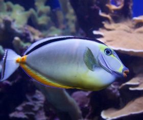 Different varieties of tropical fish Stock Photo 15