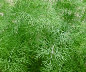 Dill parsley Stock Photo 01