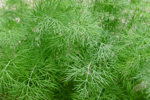 Dill parsley Stock Photo 01