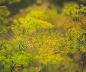 Dill parsley Stock Photo 02