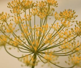 Dill parsley Stock Photo 03