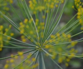 Dill parsley Stock Photo 04