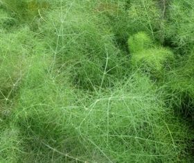 Dill parsley Stock Photo 05
