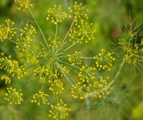 Dill parsley Stock Photo 06