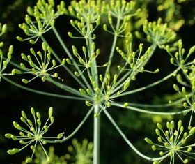 Dill parsley Stock Photo 07