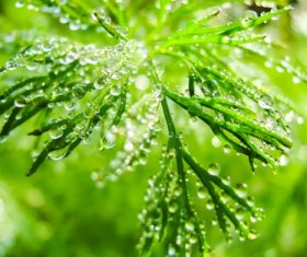 Dill parsley Stock Photo 08