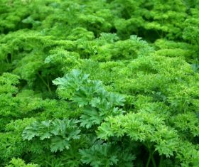 Dill parsley Stock Photo 09