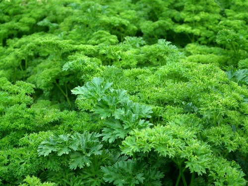 Dill parsley Stock Photo 09