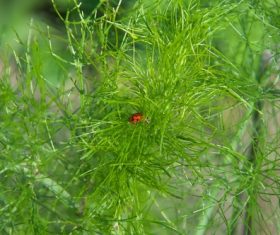 Dill parsley Stock Photo 10