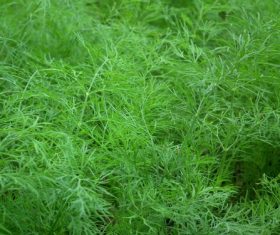 Dill parsley Stock Photo 11